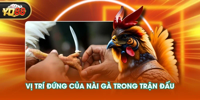 Vị trí đứng của nài gà trong trận đấu